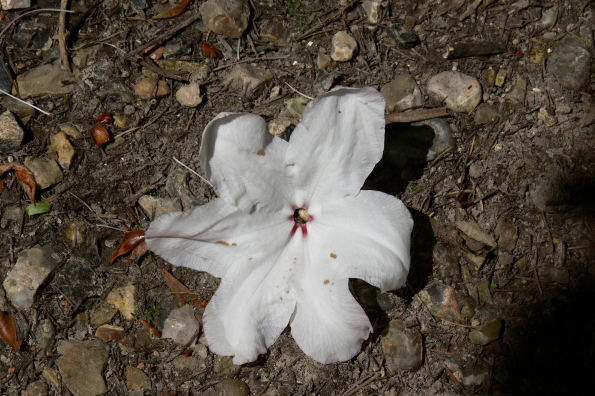 Bois des Moutiers (247) Mai 2012